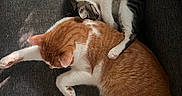 Cheeseburger is registered to the contest to win money with this photo: cat, cats, orange_cat, gray_cat, couch, feline, pet, sleeping, cuddling, fur, paw, resting, indoor, cozy, animal, domestic_animal, companion, cute, relaxing, friendship