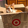 cat, orange_cat, white_cat, cardboard_box, target_box, indoor, curious, pet, animal, feline, wooden_cabinet, floor, marble_floor, home, household, container, cute, looking, ears, whiskers