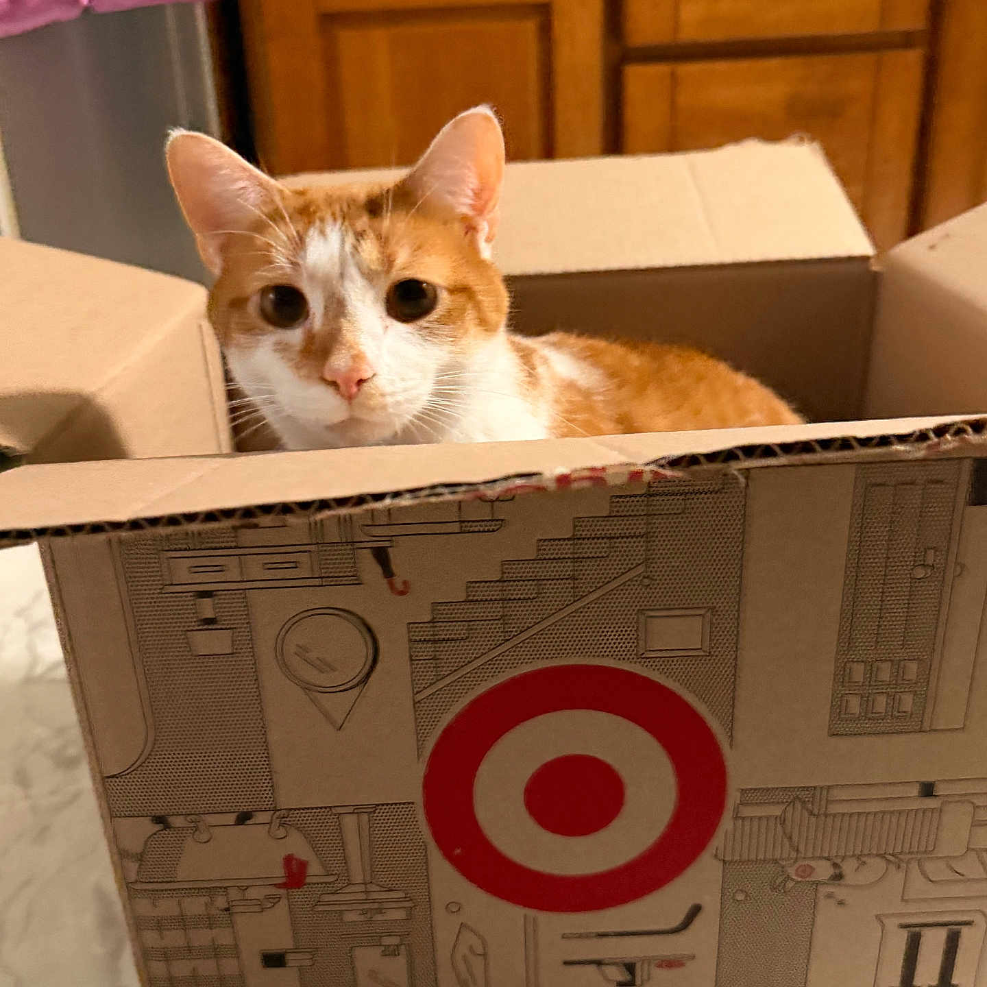Cheeseburger joined the competition — help win amazing prizes! cat, orange_cat, white_cat, cardboard_box, target_box, indoor, curious, pet, animal, feline, wooden_cabinet, floor, marble_floor, home, household, container, cute, looking, ears, whiskers