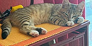 Aslan participe au concours pour gagner de l'argent avec cette photo : animal, cabinet, cat, cozy, curtains, furniture, home, indoor, mat, orange, paw, pet, red, relaxed, resting, sleeping, striped, tabby, window, yellow