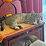 Aslan participe au concours pour gagner de l'argent avec cette photo : cat, tabby, sleeping, indoor, curtains, mat, furniture, cabinet, orange, yellow, red, window, paw, relaxed, pet, cozy, striped, animal, resting, home