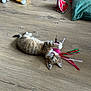 kitten, cat, toy, floor, wooden_floor, playful, ribbons, plush_toy, lion_toy, pet_bed, cushion, indoor, animal, feline, young, domestic_cat, cute, relaxed, colorful, pet_accessory