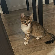 Aslan participe au concours pour gagner de l'argent avec cette photo : cat, kitten, tabby, white_paws, wooden_floor, indoor, furniture, chair_legs, curious, pet, animal, small, young, domestic, cute, feline, sitting, flooring, playful, eyes