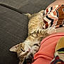 kitten, cat, sleeping, couch, striped_skirt, pink_shirt, cozy, indoor, pet, furry, animal, relaxing, closeup, tabby, cute, resting, soft, feline, human, comfort