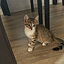 Aslan participe au concours pour gagner de l'argent avec cette photo : cat, kitten, tabby, white_paws, wooden_floor, indoor, furniture, chair_legs, curious, pet, animal, small, young, domestic, cute, feline, sitting, flooring, playful, eyes