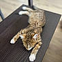 cat, kitten, sleeping, tabby, stretching, wooden_table, indoor, feline, pet, animal, fur, whiskers, relaxation, paws, closeup, brown, white_paws, blurred_background, domestic, resting