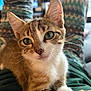 animal, cat, close_up, curious, cute, ears, eyes, feline, fur, human_lap, indoor, kitten, pants, pattern, pet, portrait, relaxed, striped, tabby, whiskers