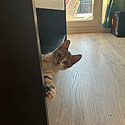 Aslan a rejoint le concours — aidez-le/la à gagner de superbes lots ! cat, curious, peeking, furniture, wooden_floor, indoor, window, sunlight, household, pet, tabby, playful, floor, room, animal, whiskers, ears, paw, light, shadow