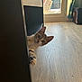 cat, curious, peeking, furniture, wooden_floor, indoor, window, sunlight, household, pet, tabby, playful, floor, room, animal, whiskers, ears, paw, light, shadow