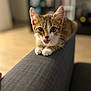 kitten, cat, pet, indoor, couch, gray, furniture, cute, young, animal, ears, whiskers, paws, fur, meow, domestic, mammal, portrait, closeup, playful
