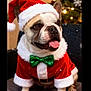 dog, bulldog, christmas, holiday, santa_claus, santa_hat, green_bow_tie, red_outfit, fur, tongue, pet, festive, cute, smiling, indoor, cushion, chair, decorations, christmas_tree, happy