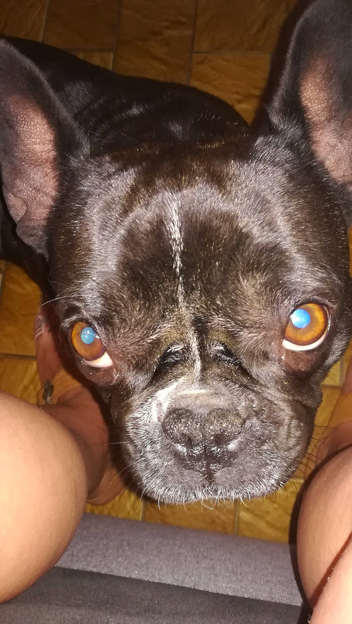 Mila a rejoint le concours — aidez-le/la à gagner de superbes lots ! boston_terrier, canidae, carnivore, companion_dog, dog, dog_breed, dog_collar, ear, eye, fawn, french_bulldog, mammal, non_sporting_group, nose, puppy, rare_breed_dog, skin, snout, vertebrate, whiskers