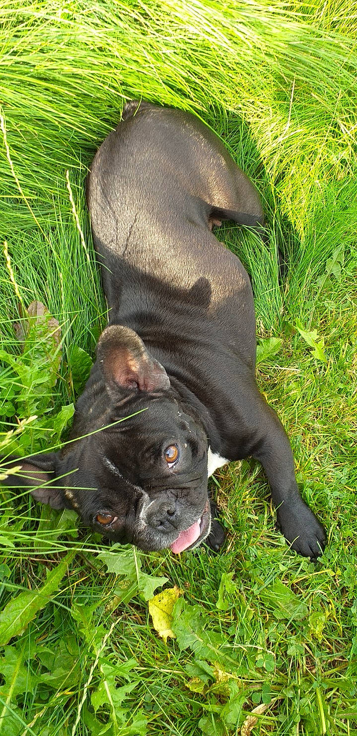 Mila a rejoint le concours — aidez-le/la à gagner de superbes lots ! canidae, carnivore, companion_dog, dog, dog_breed, french_bulldog, grass, mammal, non_sporting_group, snout, sporting_group, vertebrate