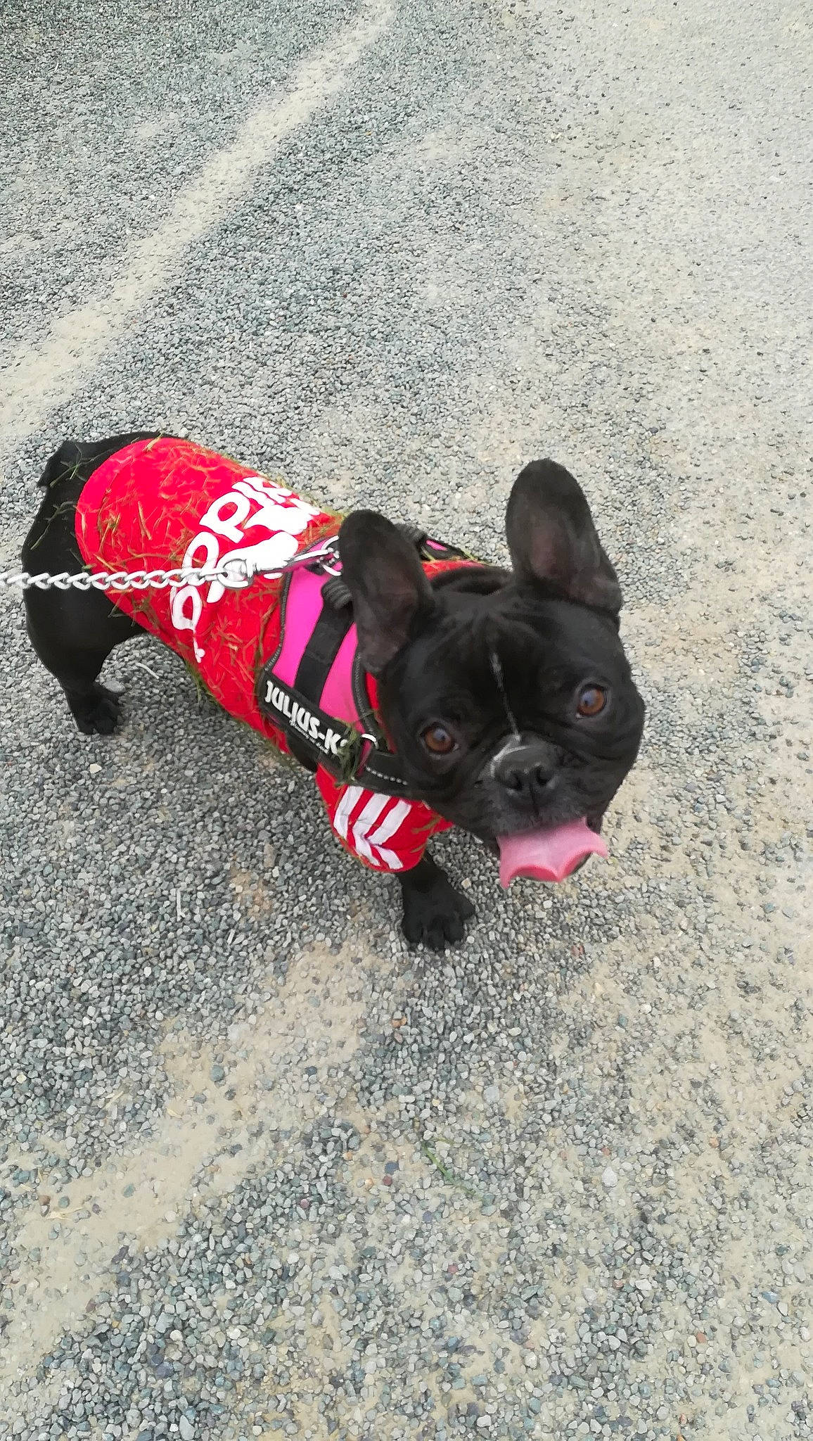 Mila a rejoint le concours — aidez-le/la à gagner de superbes lots ! bulldog, canidae, carnivore, companion_dog, dog, dog_breed, dog_clothes, fawn, french_bulldog, leash, non_sporting_group, pug, puppy, snout, sporting_group