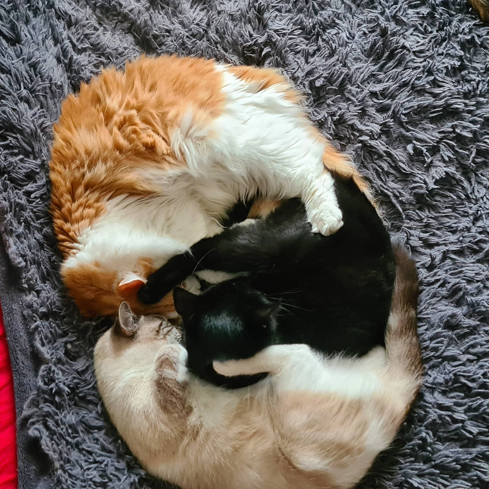 Kylou Perle Et Frimousse