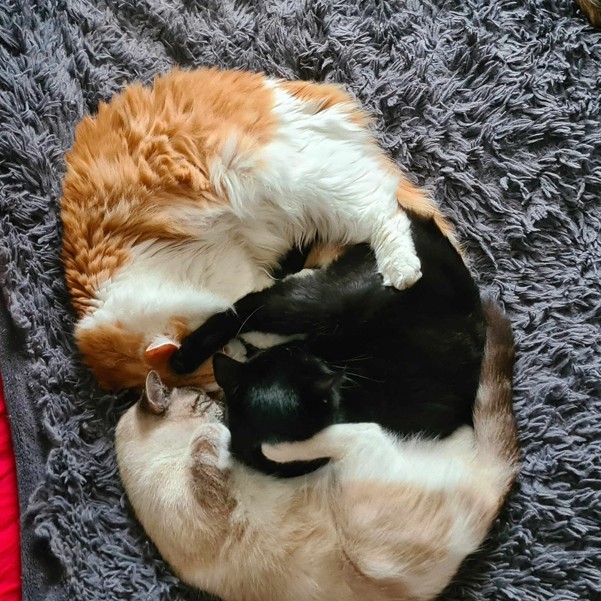 Kylou Perle Et Frimousse