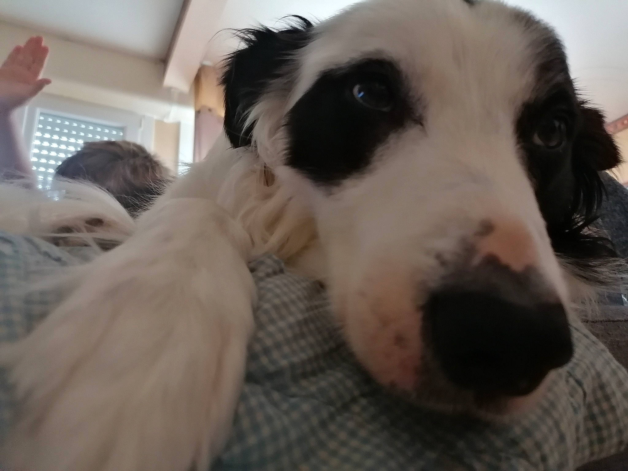 Lucky participe au concours pour gagner de l'argent avec cette photo : canidae, carnivore, companion_dog, dog, dog_breed, fur, sporting_group, terrestrial_animal, whiskers, working_animal, working_dog