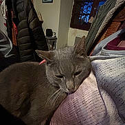 Fissou participe au concours pour gagner de l'argent avec cette photo : cat, gray_cat, indoor, cozy, snuggling, person, jacket, window, night, furniture, whiskers, fur, resting, warm, close_up, domestic_animal, relaxing, home, soft_texture, comfort