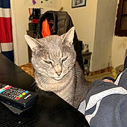 Fissou a rejoint le concours — aidez-le/la à gagner de superbes lots ! animal, casual, cat, closeup, cozy, domestic, ears, face, furniture, gray_cat, indoor, jacket, person_arm, pet, remote_control, sign, sleepy, table, wall, whiskers