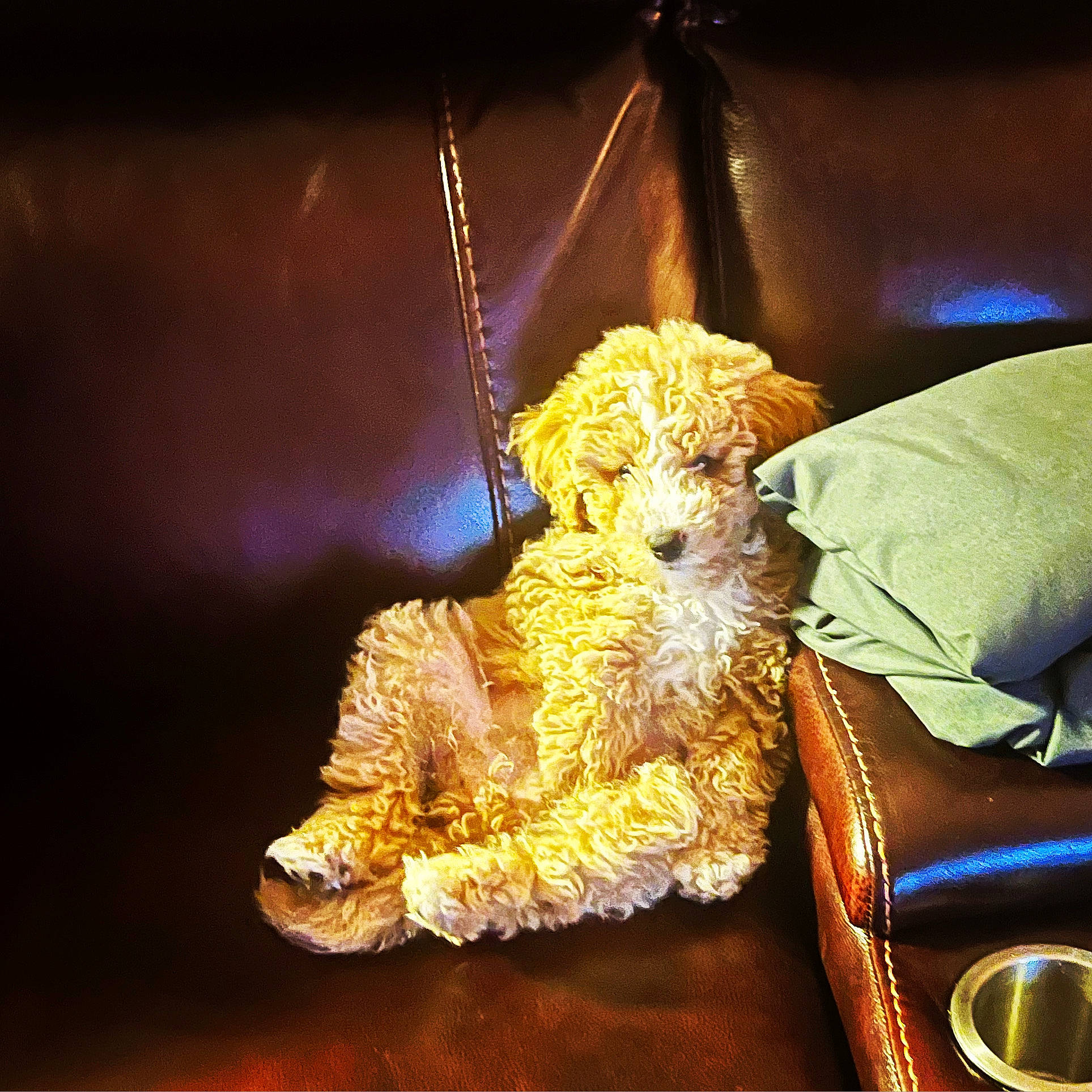 Georgia is registered to the contest to win money with this photo: bag, canidae, carnivore, companion_dog, couch, darkness, electric_blue, entertainment, event, fashion_accessory, fur, jewellery, luggage_and_bags, metal, sporting_group, still_life, still_life_photography, stuffed_toy, teddy_bear, toy