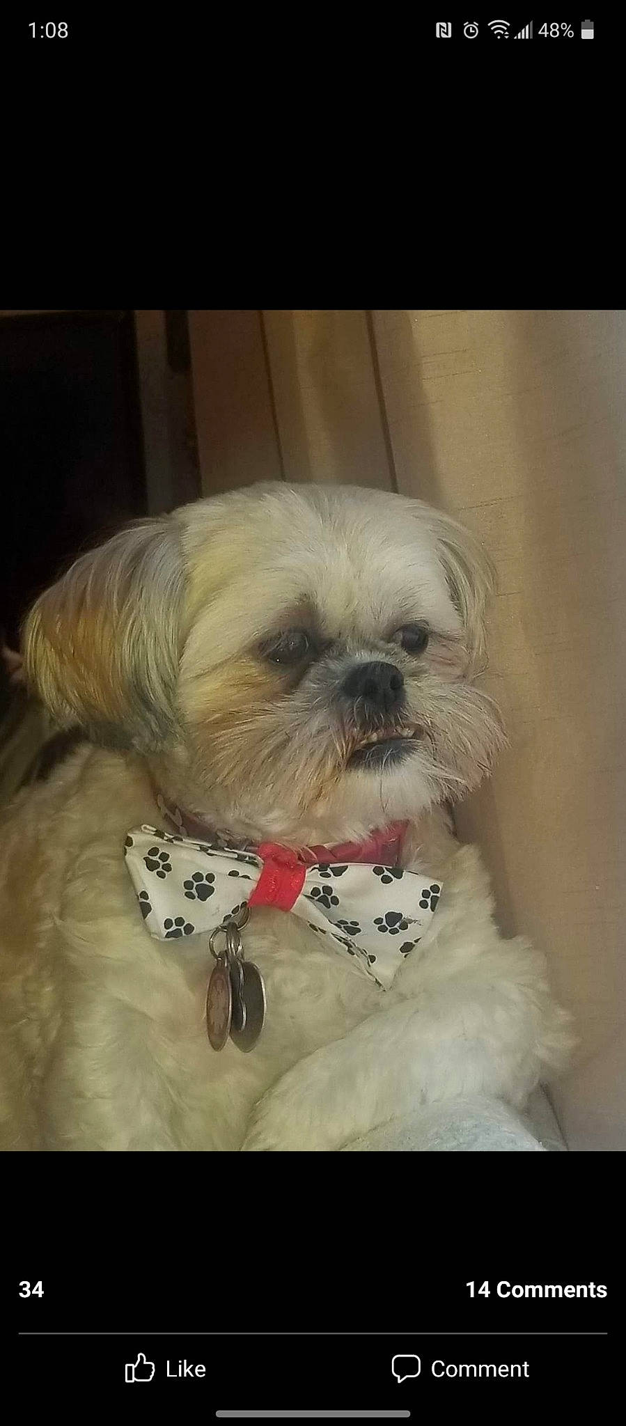 Chabacca is registered to the contest to win money with this photo: canidae, carnivore, companion_dog, dog, dog_breed, dog_supply, fawn, fur, head, liver, maltepoo, pet_supply, plant, shih_tzu, small_terrier, snout, sporting_group, terrier, toy_dog, working_animal