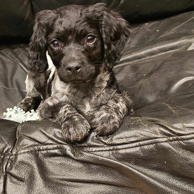 Athéna a rejoint le concours — aidez-le/la à gagner de superbes lots ! animal, black_and_white, cozy, curious, cute, dog, floor, fur, household, indoor, leather_couch, living_room, looking, pet, puppy, relaxed, small_dog, texture, toy, young_dog