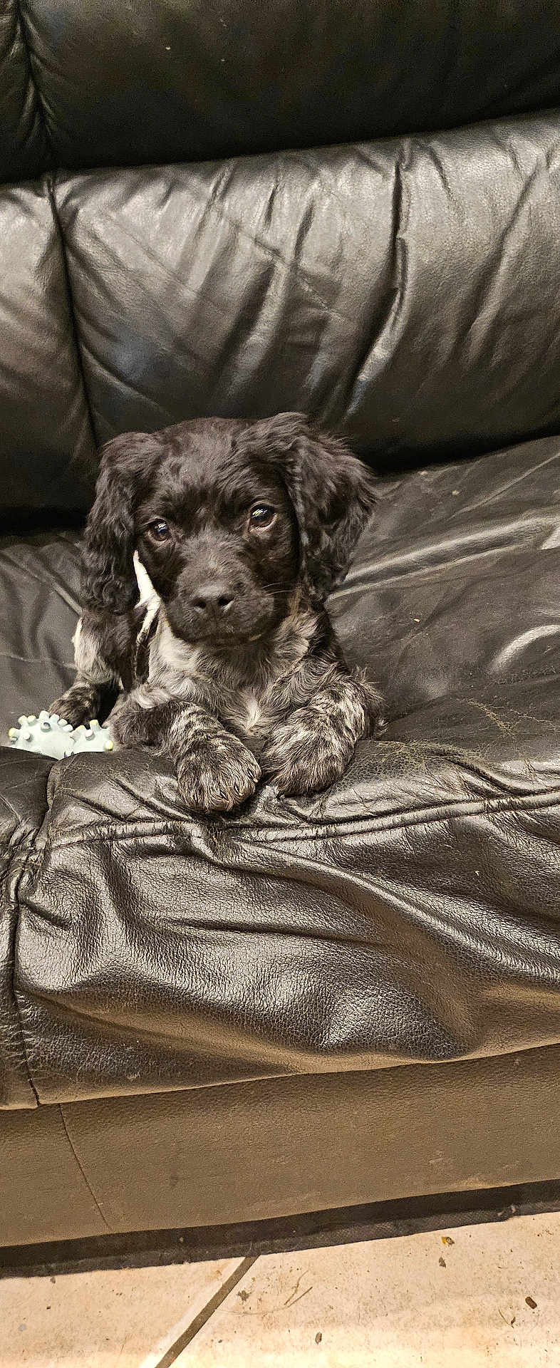 Athéna a rejoint le concours — aidez-le/la à gagner de superbes lots ! puppy, dog, black_and_white, leather_couch, toy, indoor, pet, cute, fur, animal, small_dog, looking, floor, relaxed, household, cozy, curious, young_dog, texture, living_room