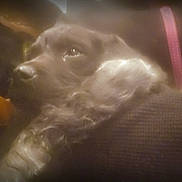 Athéna participe au concours pour gagner de l'argent avec cette photo : dog, pet, collar, fur, closeup, indoor, cozy, soft, comfort, animal, brown_fur, pink_collar, resting, portrait, fuzzy, warm, snuggle, companion, friend, quiet