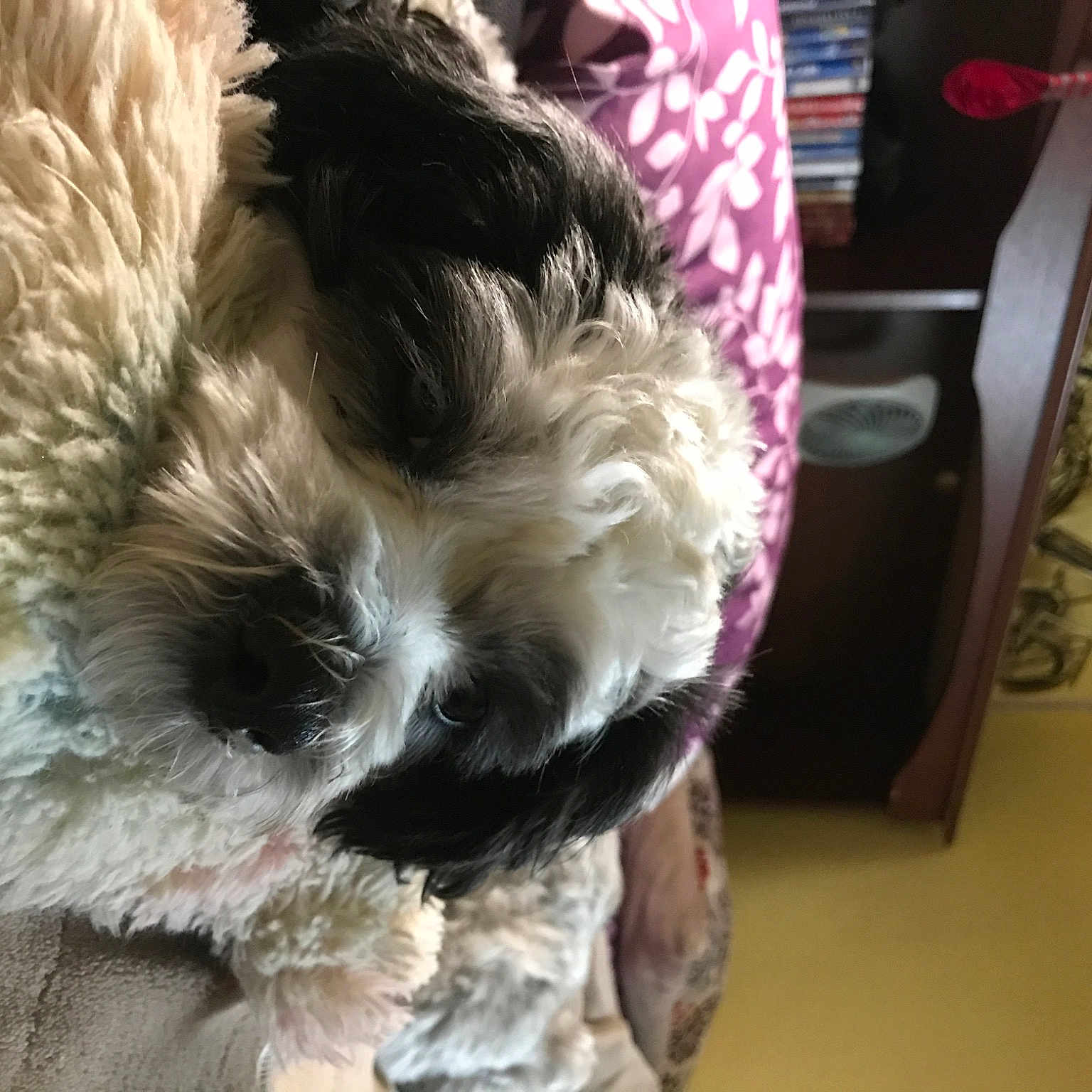 Lillie joined the competition — help win amazing prizes! carnivore, companion_dog, dog, dog_breed, dog_supply, fur, magenta, pattern, pet_supply, poodle, schnauzer, small_terrier, sporting_group, tail, terrier, textile, toy_dog, water_dog, working_animal, yorkipoo