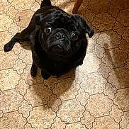 Capone joined the competition — help win amazing prizes! dog, pug, black_dog, pet, animal, cute, floor, tile_floor, indoor, looking_up, wide_eyes, small_dog, companion, domestic_animal, chair_leg, brown_tone, fur, adorable, expression, shadow