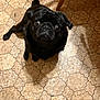 dog, pug, black_dog, pet, animal, cute, floor, tile_floor, indoor, looking_up, wide_eyes, small_dog, companion, domestic_animal, chair_leg, brown_tone, fur, adorable, expression, shadow