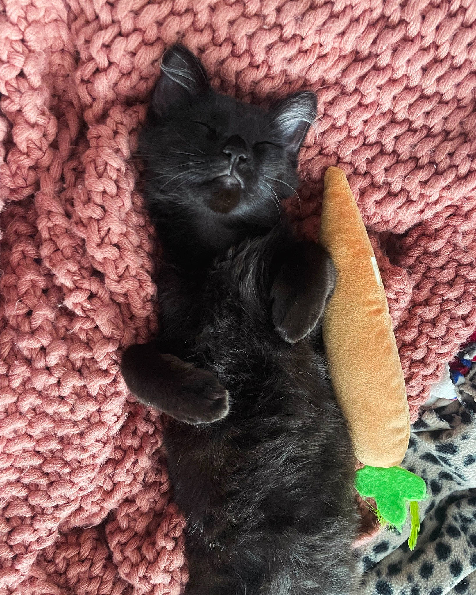 Violet is registered to the contest to win money with this photo: black_cat, bombay, carnivore, cat, cat_supply, claw, comfort, domestic_short_haired_cat, fawn, felidae, fur, mammal, paw, small_to_medium_sized_cats, snout, tail, terrestrial_animal, tree, vertebrate, whiskers