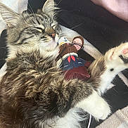 Nini is registered to the contest to win money with this photo: animal, blanket, cat, closeup, cozy, cute, fluffy, fur, indoor, mouse_toy, paw, pet, plush_toy, relaxed, resting, sleeping, soft, tabby, toy, whiskers