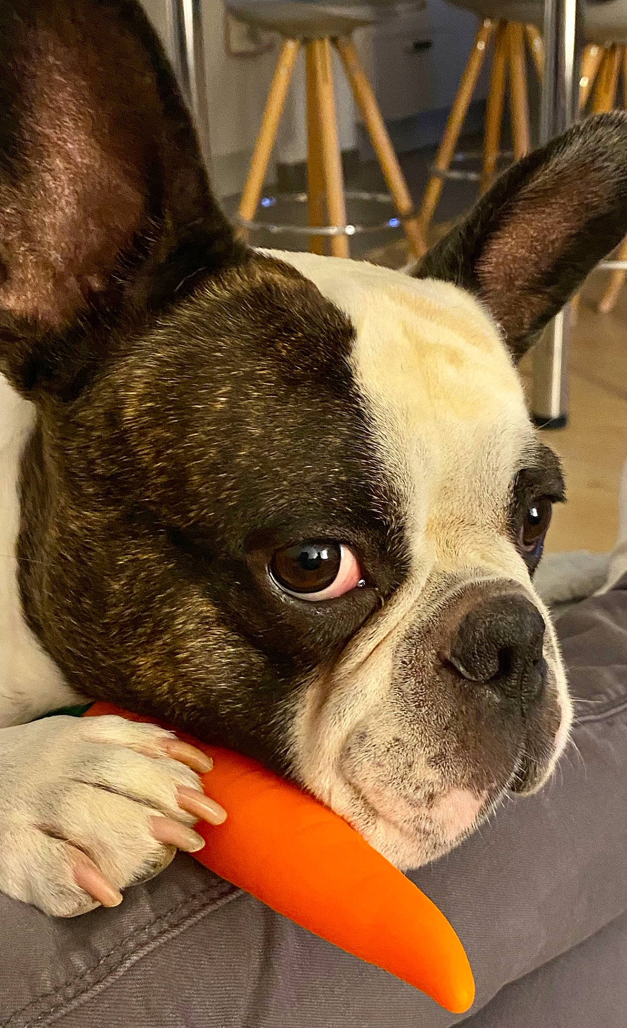 Olaf a rejoint le concours — aidez-le/la à gagner de superbes lots ! bulldog, canidae, carmine, carnivore, collar, comfort, companion_dog, dog, dog_breed, ear, fawn, french_bulldog, fur, non_sporting_group, snout, sporting_group, terrestrial_animal, toy_dog, whiskers, working_animal