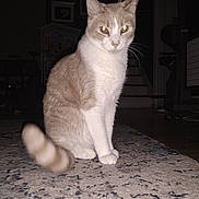 Tio is registered to the contest to win money with this photo: cat, pet, indoor, carpet, tail, fur, animal, domestic, whiskers, ears, eyes, floor, home, furniture, staircase, shadow, light, motion_blur, curious, sitting