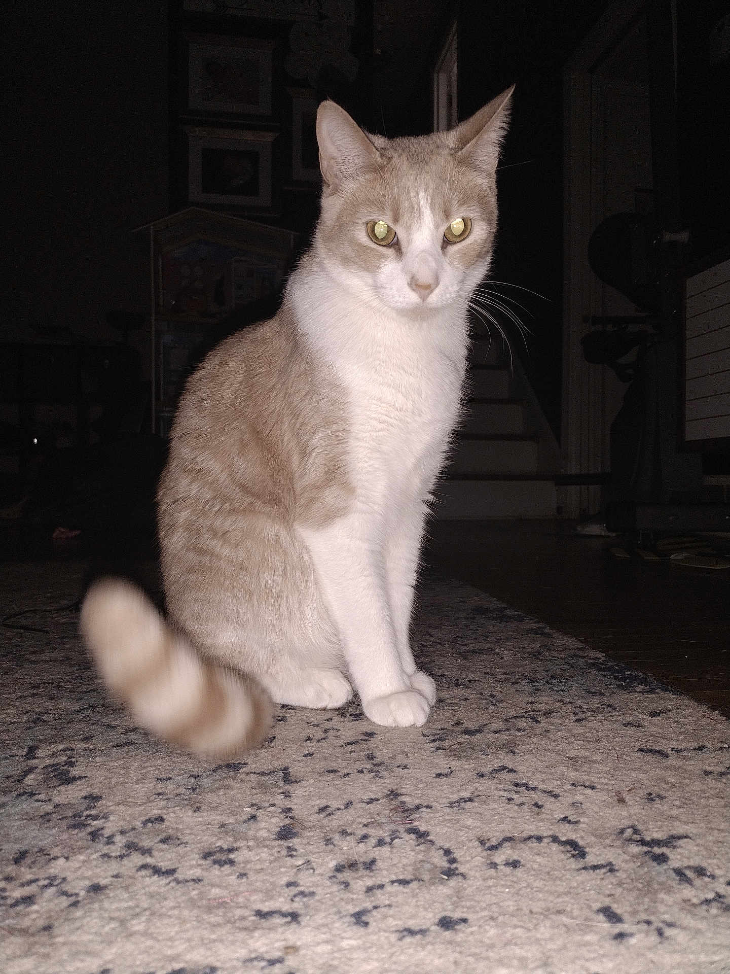 Tio is registered to the contest to win money with this photo: cat, pet, indoor, carpet, tail, fur, animal, domestic, whiskers, ears, eyes, floor, home, furniture, staircase, shadow, light, motion_blur, curious, sitting