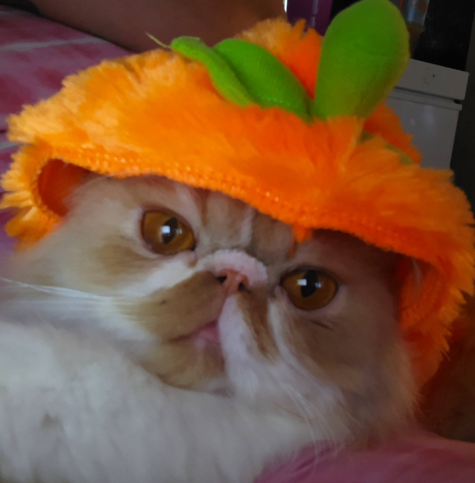 Armani joined the competition — help win amazing prizes! carnivore, cat, costume_hat, ear, eye, eyewear, fashion_accessory, fawn, felidae, fur, glasses, hat, orange, peach, personal_protective_equipment, petal, small_to_medium_sized_cats, snout, sunglasses, whiskers