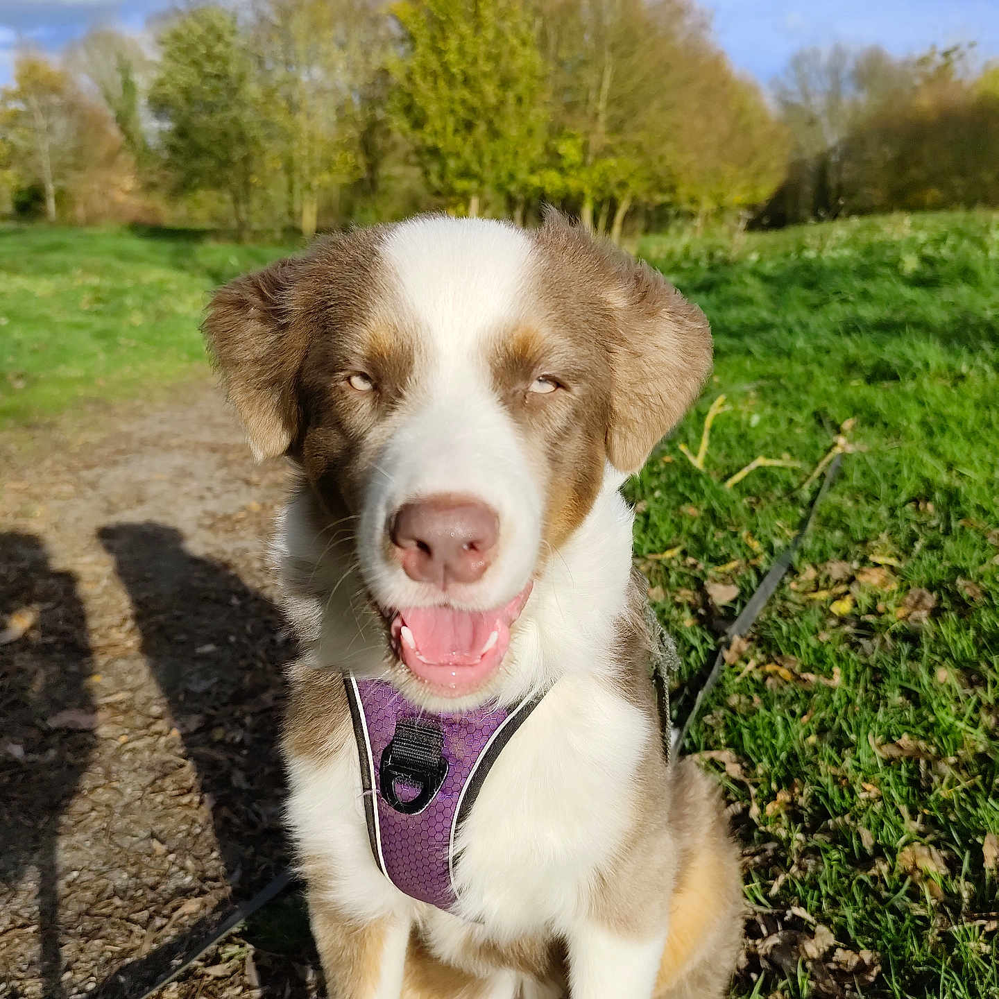 Aïko participe au concours pour gagner de l'argent avec cette photo : animal, brown, canine, daytime, dog, grass, happy, harness, leaf, mammal, nature, outdoor, park, path, pet, sitting, smiling, sunlight, tree, white