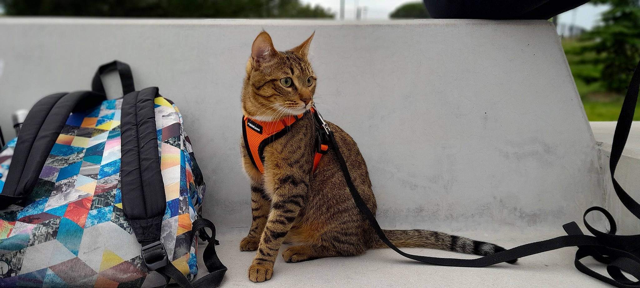 Tiger a rejoint le concours — aidez-le/la à gagner de superbes lots ! carnivore, cat, comfort, domestic_short_haired_cat, felidae, fur, grey, paw, sitting, small_to_medium_sized_cats, tail, terrestrial_animal, whiskers