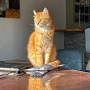 Shadow a rejoint le concours — aidez-le/la à gagner de superbes lots ! cat, orange_tabby, pet, indoor, table, reflection, laptop, smartphone, notebook, sunlight, chair, home_office, furniture, domestic_animal, whiskers, fur, window_light, relaxing, still_life, workspace