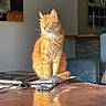 cat, chair, domestic_animal, fur, furniture, home_office, indoor, laptop, notebook, orange_tabby, pet, reflection, relaxing, smartphone, still_life, sunlight, table, whiskers, window_light, workspace