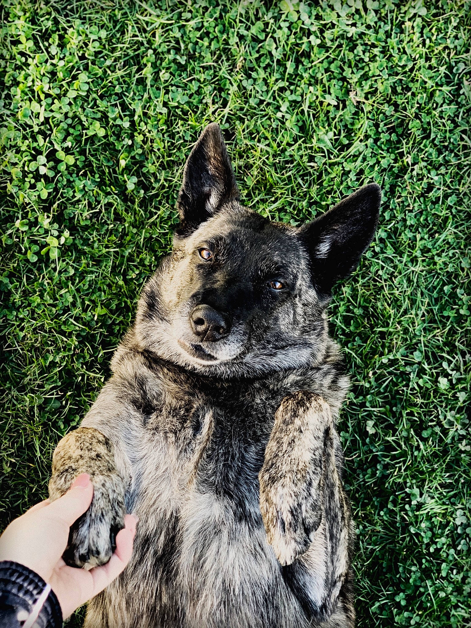 Hera participe au concours pour gagner de l'argent avec cette photo : australian_cattle_dog, australian_stumpy_tail_cattle_dog, canidae, canis, carnivore, dog, dog_breed, domestic_short_haired_cat, felidae, fur, grass, plant, small_to_medium_sized_cats, snout, sporting_group, tail, terrestrial_animal, whiskers, wildlife, working_animal