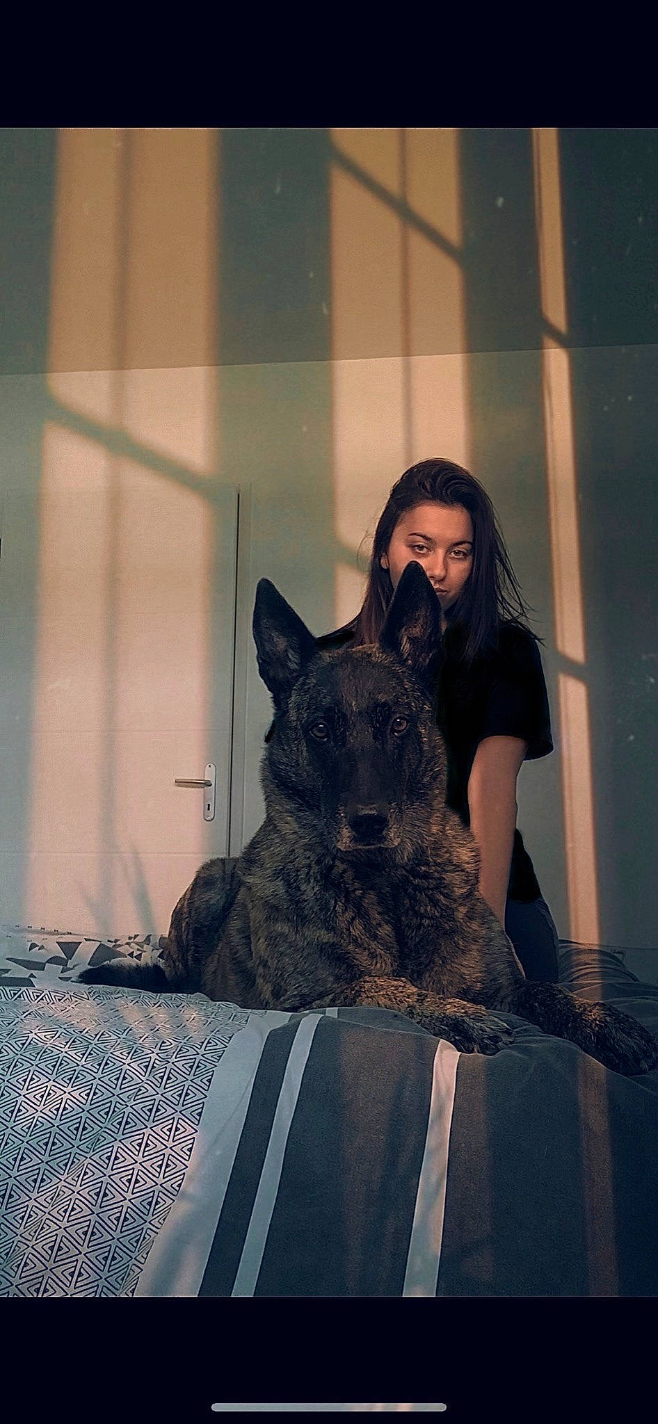 Hera a rejoint le concours — aidez-le/la à gagner de superbes lots ! canidae, carnivore, companion_dog, dog, dog_breed, fawn, felidae, flash_photography, fur, grey, guard_dog, happy, selfie, sitting, small_to_medium_sized_cats, snout, square, terrier, visual_arts, whiskers