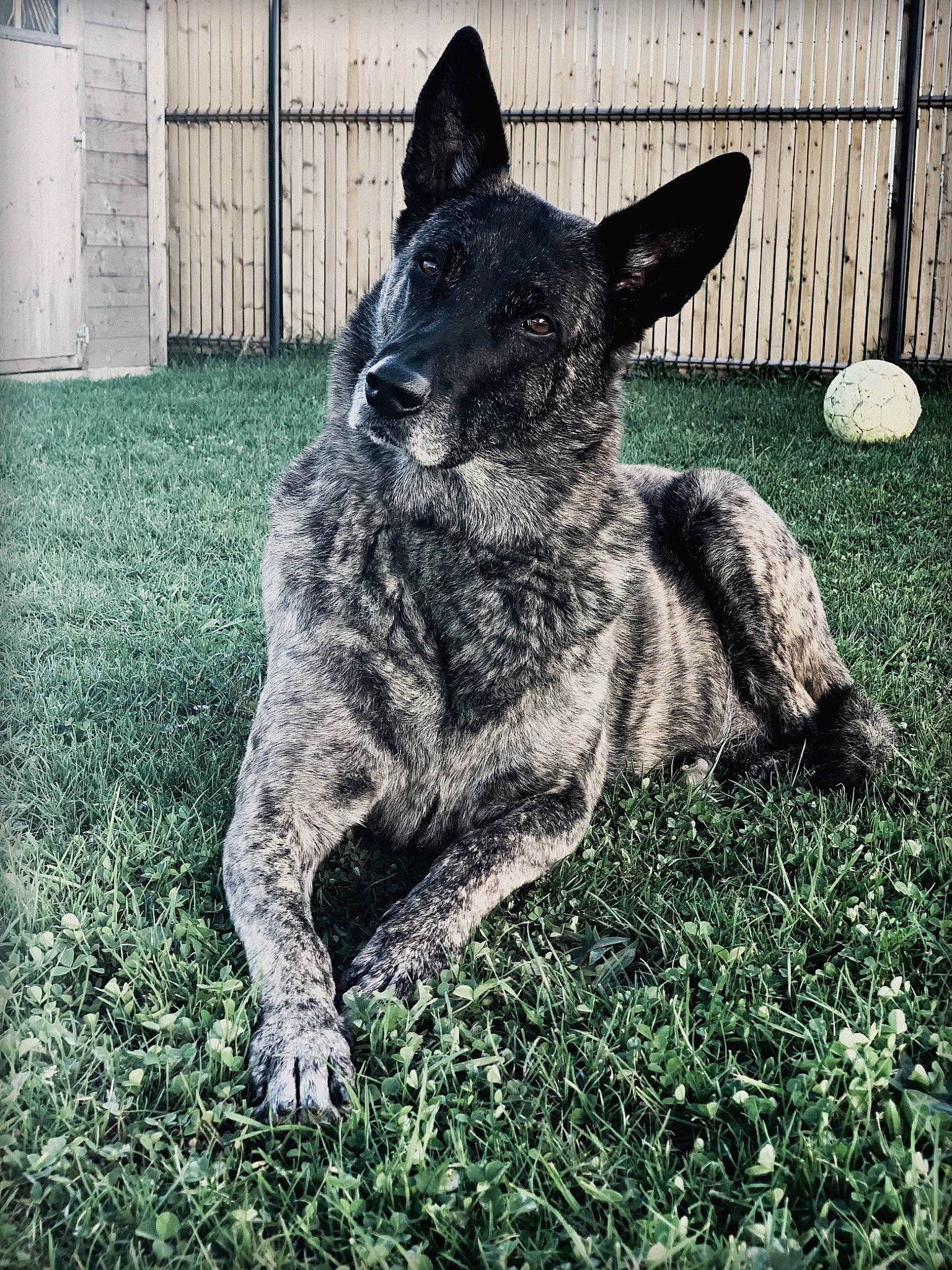 Hera a rejoint le concours — aidez-le/la à gagner de superbes lots ! australian_stumpy_tail_cattle_dog, carnivore, companion_dog, dog, dog_breed, fence, grass, guard_dog, herding_dog, monochrome_photography, non_sporting_group, plant, snout, sporting_group, tail, terrestrial_animal, whiskers, working_animal, working_dog