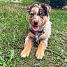 Baïko participe au concours pour gagner de l'argent avec cette photo : puppy, dog, canine, pet, animal, fluffy, brown_and_white, blue_eyes, tongue_out, sitting, grass, garden, outdoors, leash, harness, hedge, portrait, happy, cute, front_facing