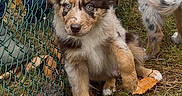 Baïko participe au concours pour gagner de l'argent avec cette photo : puppy, dog, dogs, animal, pet, outdoor, fence, chain_link_fence, grass, leaves, toy, ball, sitting, fluffy, brown_and_white, blue_eyes, portrait, playful, yard, photography
