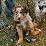 puppy, dog, dogs, animal, pet, outdoor, fence, chain_link_fence, grass, leaves, toy, ball, sitting, fluffy, brown_and_white, blue_eyes, portrait, playful, yard, photography