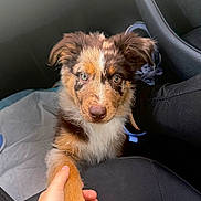 Baïko a rejoint le concours — aidez-le/la à gagner de superbes lots ! puppy, dog, australian_shepherd, brown_and_white, blue_eyes, floppy_ears, furry, pet, animal, car, vehicle, car_seat, passenger, human_hand, handshake, paw, portrait, indoors, travel, cute