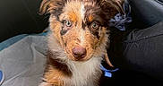Baïko a rejoint le concours — aidez-le/la à gagner de superbes lots ! animal, australian_shepherd, blue_eyes, brown_and_white, car, car_seat, cute, dog, floppy_ears, furry, handshake, human_hand, indoors, passenger, paw, pet, portrait, puppy, travel, vehicle
