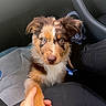 puppy, dog, australian_shepherd, brown_and_white, blue_eyes, floppy_ears, furry, pet, animal, car, vehicle, car_seat, passenger, human_hand, handshake, paw, portrait, indoors, travel, cute